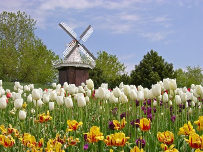 Holland Tulips